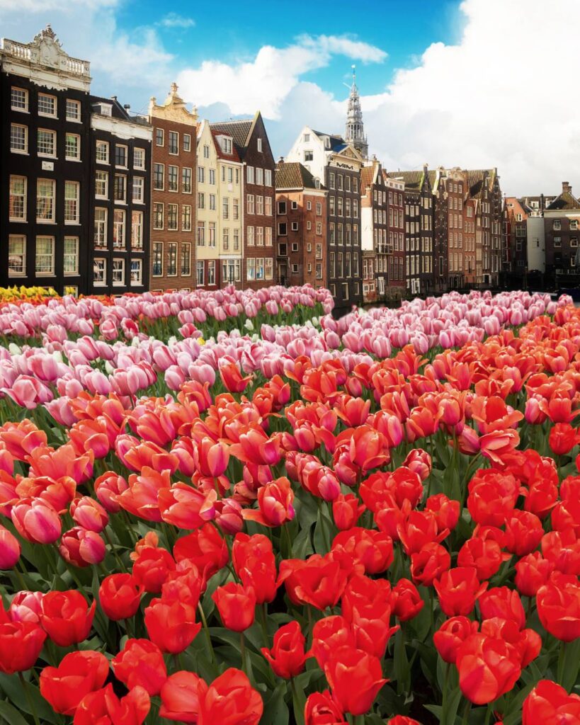 Tulipas floridas em praça de Amsterdam